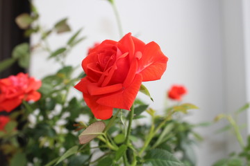 red rose indoor flower