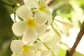 Close up of white yellow plumeria flower (frangipani) blooming in the garden.