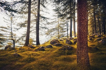 road in the forest