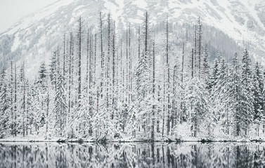 Fototapeta na wymiar Panoramic view of winter lake with snowy pine trees reflecting in crystal clear mountain lake. Closeup photo