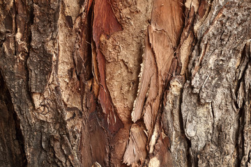 Close up of tree trunk in the forest, dark brown bark wood background with old and crack.