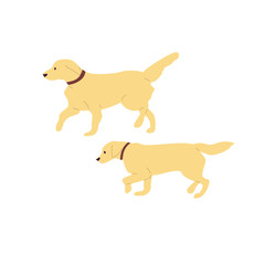 Set of two walking labrador retriever dogs. Isolated on white background. Flat style cartoon stock vector