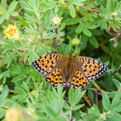 Beautiful butterfly on a flower in the wild. 