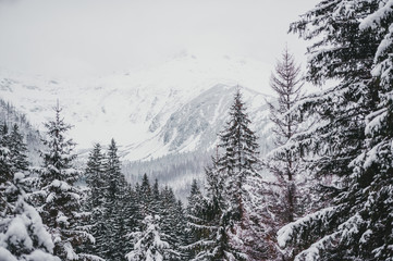 Fototapeta premium Charming winter mountain landscape. Beautifully snow-covered high peaks over hills. Near Zakopane.