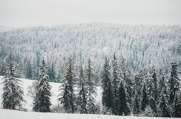 View of the snow-covered forest from above. Winter scenery. Near Zakopane.