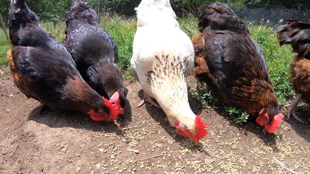 White hen surrounded by brown hens eating seeds. Free range chickens eating grain. Chicken outside. Farm animals outdoor. 