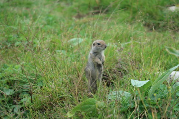 gopher standing on grass