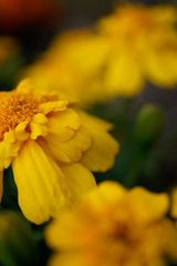 Marigold yellow flowers and stamens