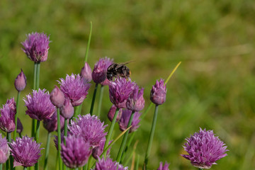 Hummel auf Schnittlauch-Blüten