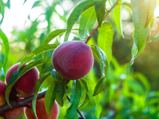 Natural fruit. Peaches on peach tree branches