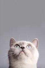 Gordijnen Closeup photo of british short hair cat © Aliaksei Lasevich