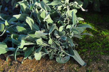 Common Sage Salvia, Herb, Spice, Medditerranean food