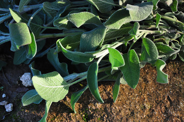 Common Sage Salvia, Herb, Spice, Medditerranean food