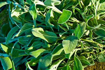 Common Sage Salvia, Herb, Spice, Medditerranean food