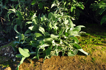 Common Sage Salvia, Herb, Spice, Medditerranean food