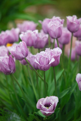 Obraz premium purple color from new gene of tulips