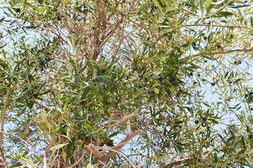 Raw ripe fresh olives growing in mediterranean garden. - Image