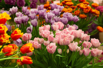 colorful from tulips in the garden