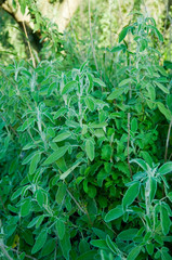 Naklejka premium Common Sage Salvia, Herb, Spice, Medditerranean food