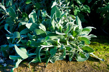 Common Sage Salvia, Herb, Spice, Medditerranean food