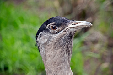 this is a side view of an Australian bustard