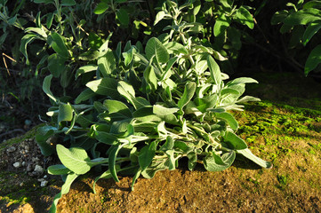 Common Sage Salvia, Herb, Spice, Medditerranean food