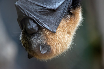 a fruit bat resting