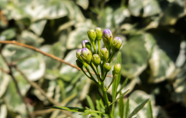Fototapeta premium Purple flowers about to open