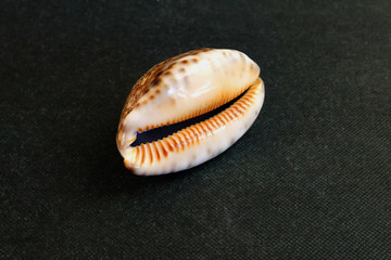 The seashell lies on a black background of Pseudozonaria-annettae