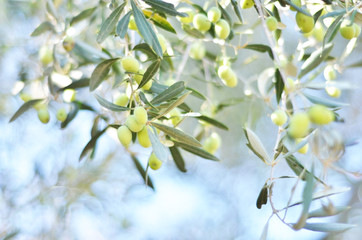 Raw ripe fresh olives growing in mediterranean garden. - Image