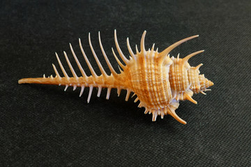  The seashell lies on a black background of Venus Comb Shell   