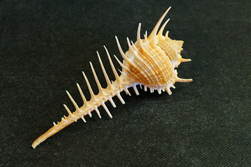  The seashell lies on a black background of Venus Comb Shell   