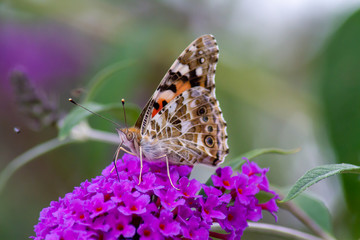 Papillon Belle Dame