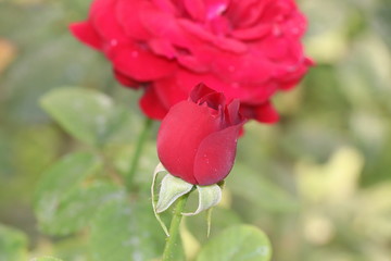 Pink Rose flower with raindrops on background blured flowers. Nature.