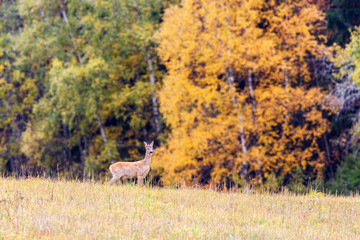 Roe deer in a field of autumn colored forest in the background