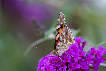 papillon belle dame