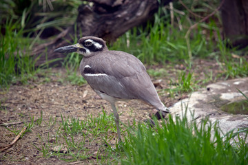 this is a side view of a beach stone curlew