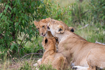 Lion Mother lying and licking a cub
