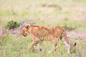 Lion Cub walking in the grass on the African savannah