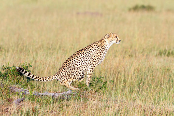 African cheetahs are in sitting and watching