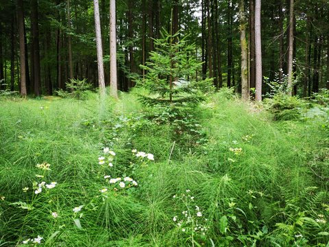 kleiner junger Baum im Wald - Setzling Aufforstung