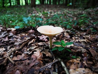 verwunschener Märchenwald