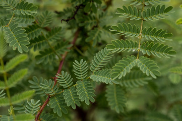 green branch of a tree