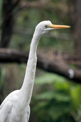 this is a side view of a great egret