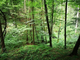 verwunschener Märchenwald