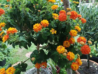 Fototapeta na wymiar farbenfrohe Sommerblumen