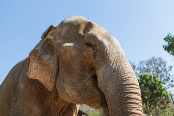 Fototapeta na wymiar Elephants in Chiang Mai's Elephant Nature Park, Thailand
