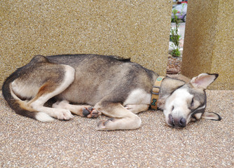 thai dog sleep on the floor