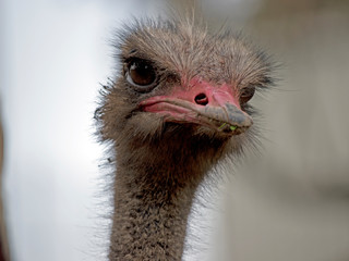 this is a close up of an ostrich