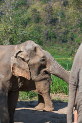 Obraz premium Elephants in Chiang Mai's Elephant Nature Park, Thailand